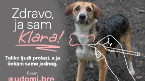 Udomljavanje životinja